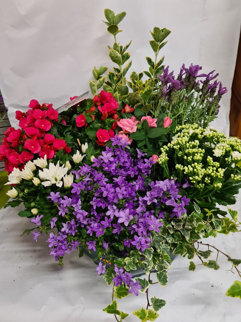 Composition de plantes — bégonia, fusain, rosier, kalanchoé, campanule et lierre