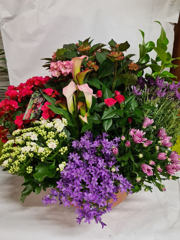 Composition — hortensia, bégonia, arum, kalanchoé, campanule, rosier, chrysanthème et camélia