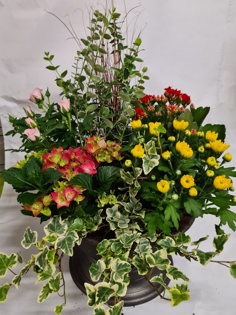 Composition de plantes — rosier, fusain, kalanchoé, chrysanthème, hortensia et lierre