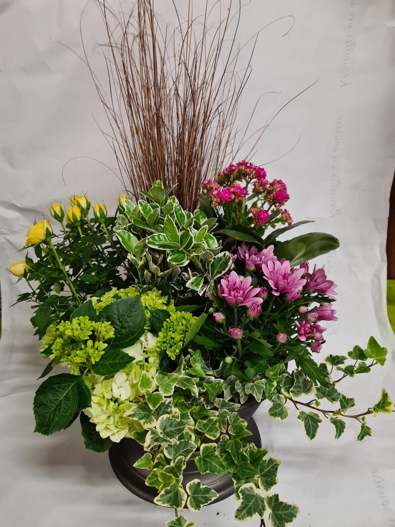 Composition de plantes — rosier, kalanchoé, fusain, chrysanthème, hortensia et lierre