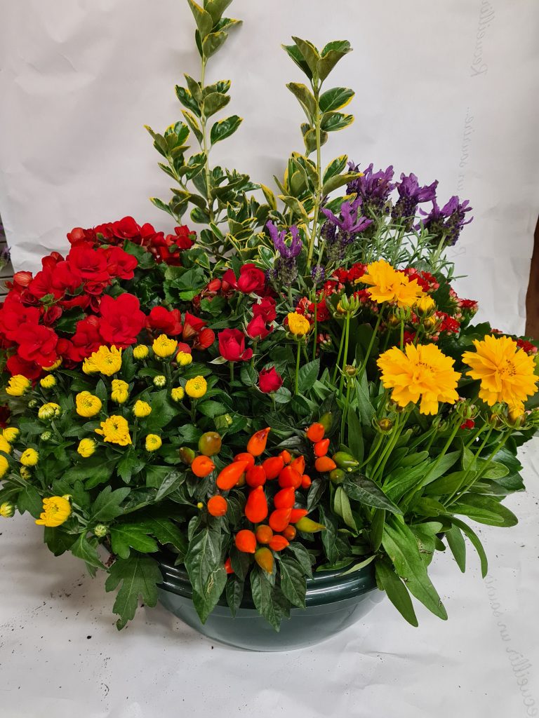 Composition de plantes — bégonia, fusain, chrysanthème, rosier et kalanchoé