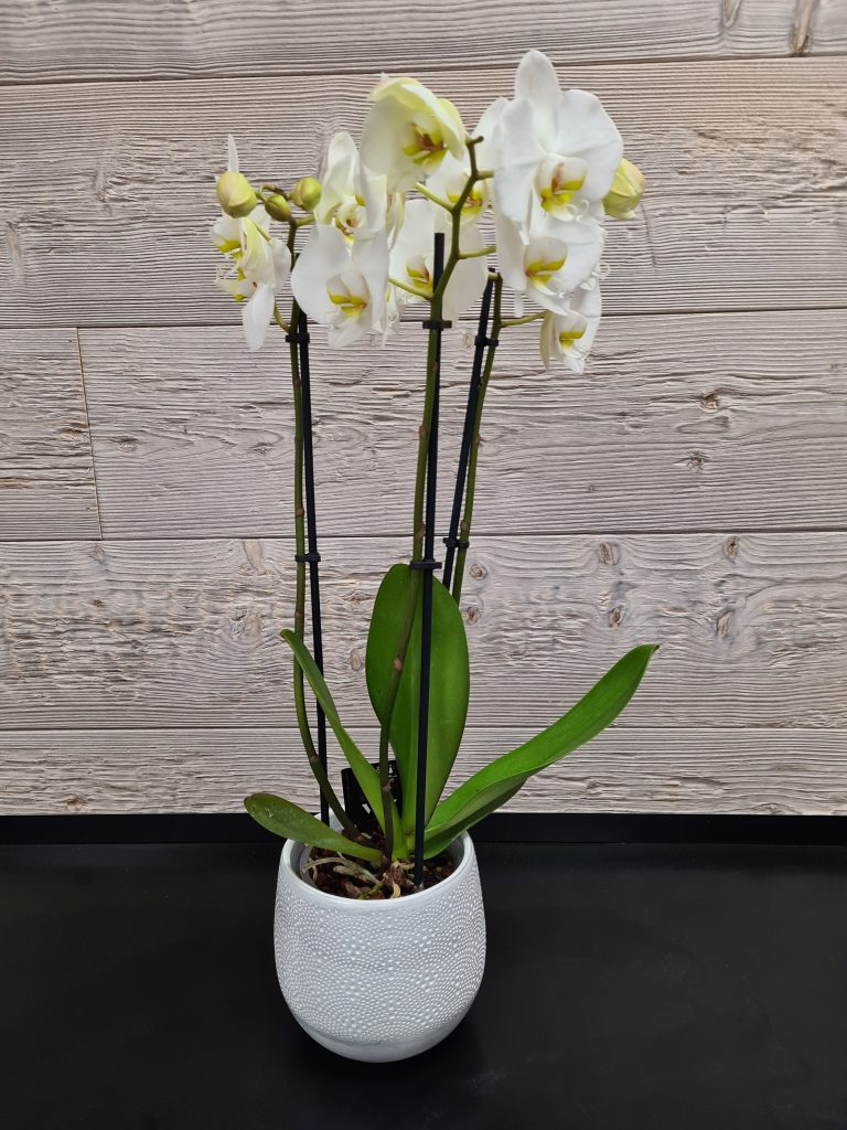 Orchidée blanche