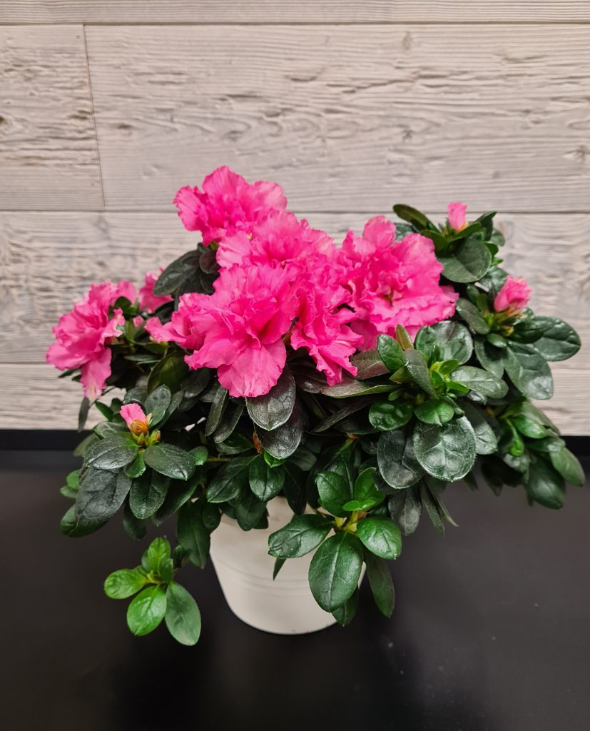 Azalée fuchsia