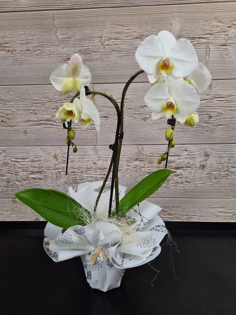 Orchidée