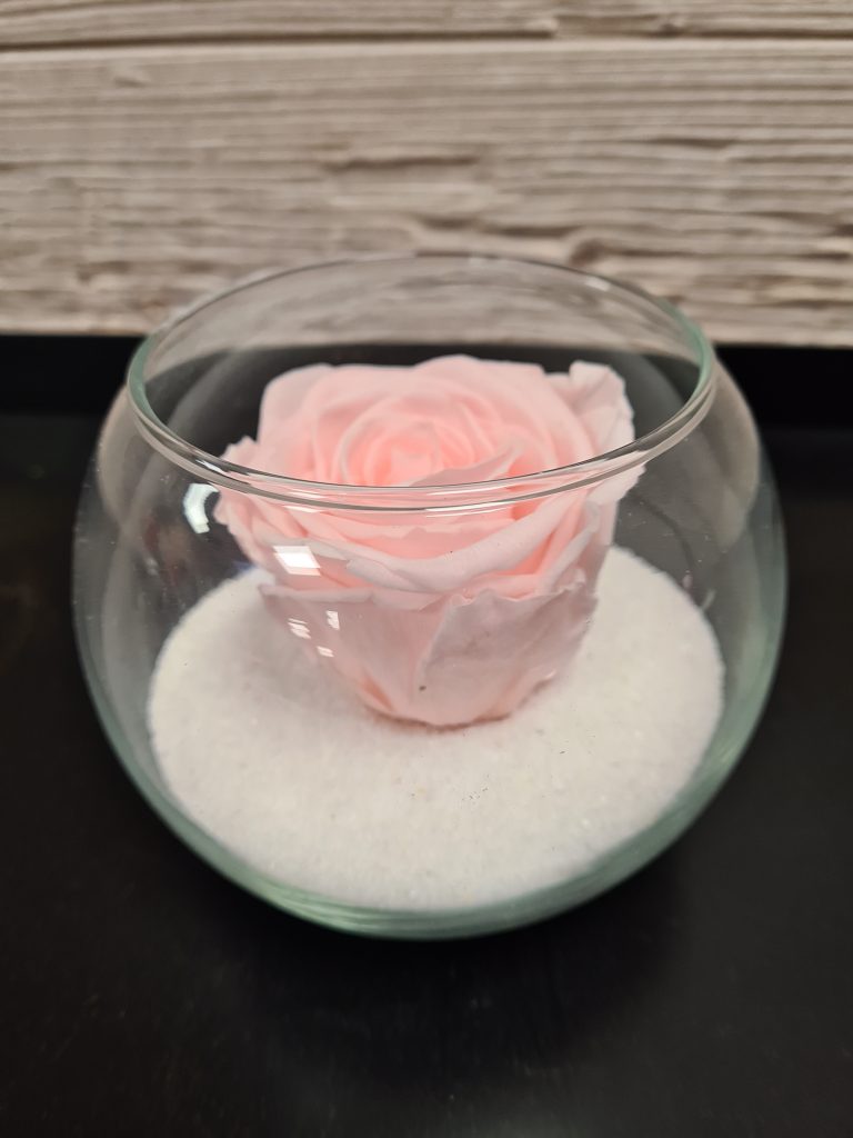 Rose éternelle rose poudrée