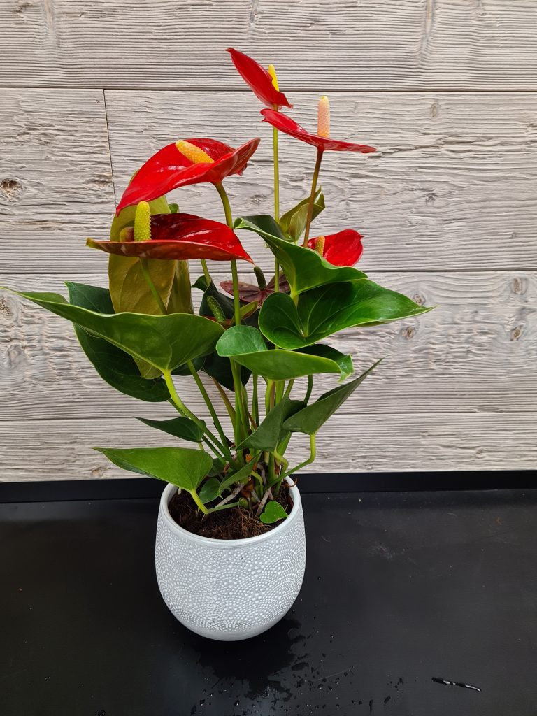 Anthurium