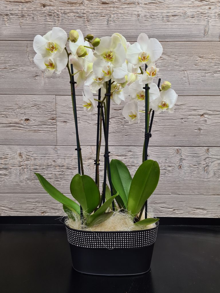 Orchidée